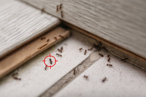 Best Spider Control Near Me  in Uniontown, AL