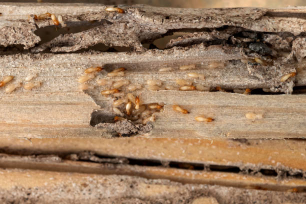 Best Insect Control  in Uniontown, AL